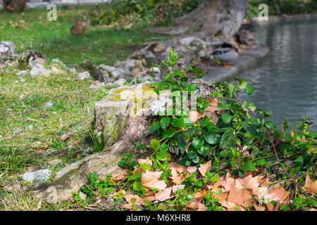 Delicate purple flower and ivy on a treestump in the park Stock Photo