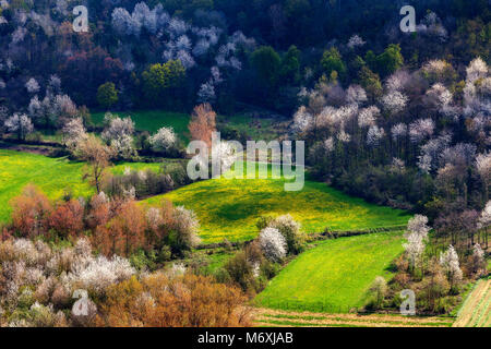 View from above on green meadow with yellow flowers among trees in spring in Piedmont, Northern Italy. Stock Photo
