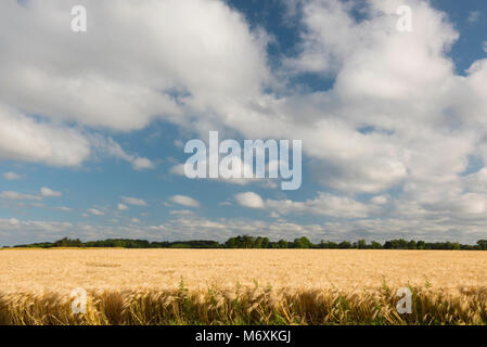 wheat field on summer day Stock Photo