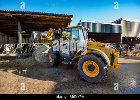 Using a JCB Loadall 526.56 to bed dairy cows with straw on a dairy farm near Bury, Greater Manchester, England. Stock Photo