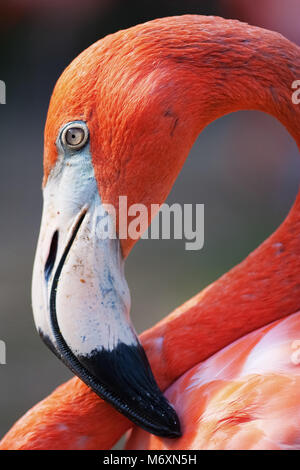 Portrait of a flamingo bird Stock Photo