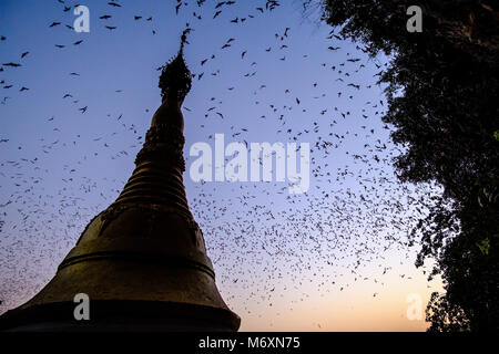 Millions of bats in big swarms are leaving Bat Cave every evening after sunset, passing a buddhist pagoda Stock Photo