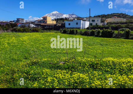 Snow covered Mount El Tiede, rises above Icod de los Vinos, Tenerife, Canary Islands, Spain Stock Photo