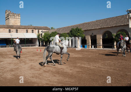 Royal stables of Cordoba, Andalucia, Spain Stock Photo