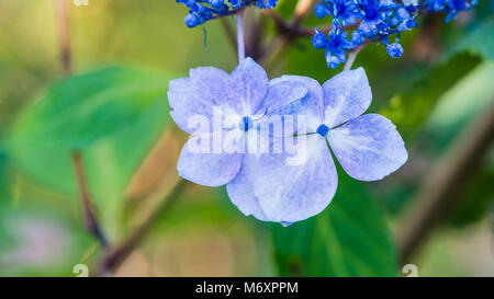 A macro shot of the pink coloured bracts of a lacecap hydrangea bush. Stock Photo