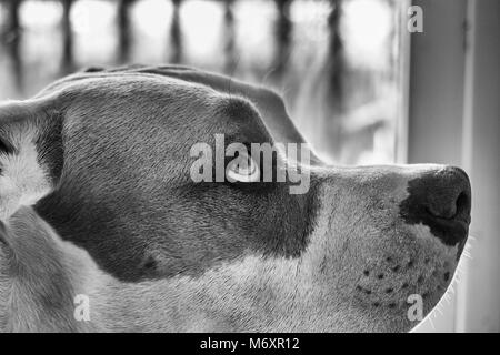 A close-up of a mixed breed pit bull dog (American and American Staffordshire Pit Bull Terriers)  (Canis lupus familiaris) shows his eyes looking up. Stock Photo
