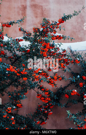 Holly in the Winter Stock Photo