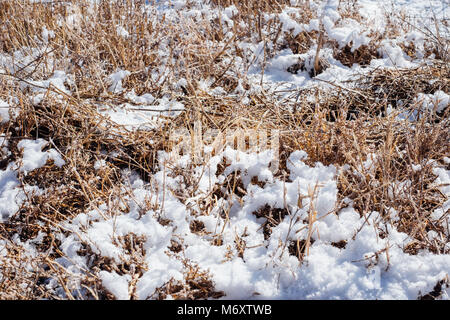 Snow on the Ground Stock Photo