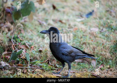 ig Black Bird in the City. Large-billed crow, jungle crow, or thick-billed crow (Corvus macrorhynchos) standing on the green lawn Stock Photo