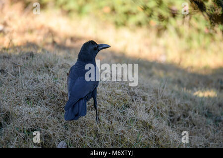 ig Black Bird in the City. Large-billed crow, jungle crow, or thick-billed crow (Corvus macrorhynchos) standing on the green lawn Stock Photo