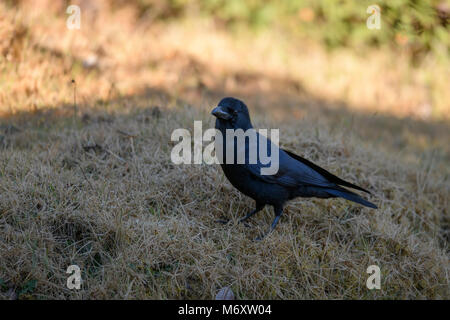 ig Black Bird in the City. Large-billed crow, jungle crow, or thick-billed crow (Corvus macrorhynchos) standing on the green lawn Stock Photo
