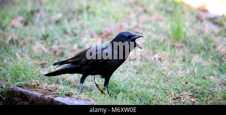 ig Black Bird in the City. Large-billed crow, jungle crow, or thick-billed crow (Corvus macrorhynchos) standing on the green lawn Stock Photo