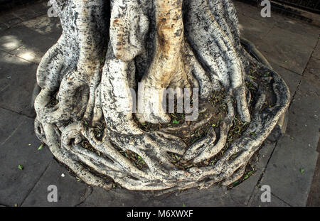 Canarian Dragon Tree trunk growing out of the pavement on the island of Tenerife LATIN name Dracaena draco February 2006 Stock Photo