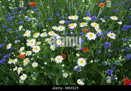 Camomile , cornflower and poppy flowers on the edge of a field of mixed  oats and barley in Poland . June 2006 Stock Photo