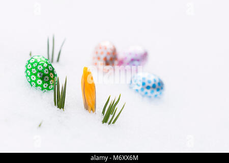 Closeup of four chocolate easter eggs wrapped in green, orange, pink and blue aluminum foil laying on fresh snow besides young yellow crocus buds outd Stock Photo