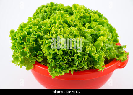 Fresh green salad in a plastic colander Stock Photo