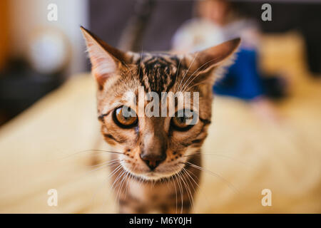 Bengal cat comes to a woman while she reads on the bed Stock Photo