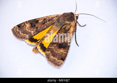 Night moth isolated on white background, night butterfly Stock Photo