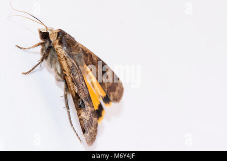 Night moth isolated on white background, night butterfly Stock Photo