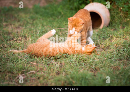 Two red kittens playing outside  fight and play in green grass Stock Photo