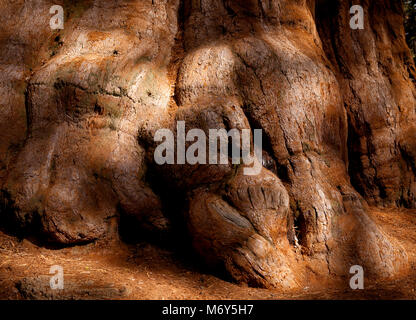 General Sherman sequoia base - wood texture in sunlight and shadow. Stock Photo