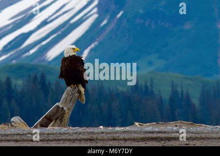 Bald Eagle (Haliaeetus leucocephalus)   . A bald eagle sits on a log backdropped by the green August Hill and the lower section of a partially snow-covered Slope Mountain. Stock Photo