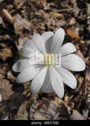 Bloodroot   . Stock Photo