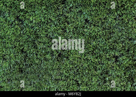 Detailed background of artificial green grass texture Stock Photo - Alamy