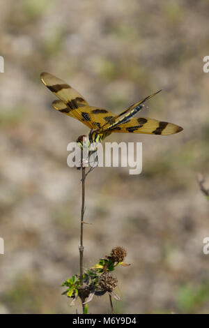 Halloween Pennant dragonfly (Celithemis eponina) at the Hawk's Bluff Trail in Savannas Preserve State Park, Jensen Beach, Martin County, Florida, USA Stock Photo