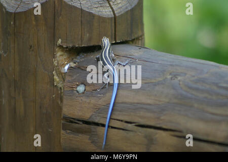 Juvenile Five-lined Skink   . Eumeces fasciatus Stock Photo