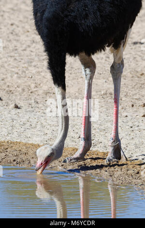South African ostrich (Struthio camelus australis), adult male drinking at a waterhole, Kgalagadi Transfrontier Park, Northern Cape, South Africa