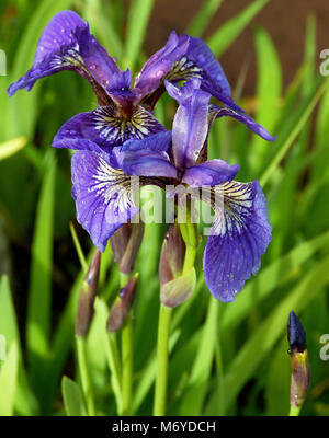 Wild Flag Iris (Iris setosa)   . The bright purple petals of the wild flag iris stand out in the wet, marshy areas where the plant likes to grow.