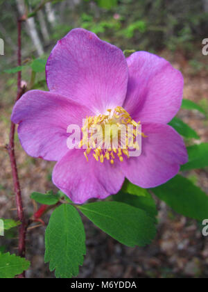 Wild Rose (Rosa acicularis)   . The wild rose, also known as the arctic rose, has distinctive light pink rounded petals.