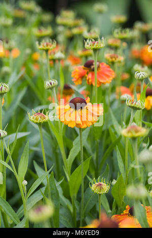 Helenium 'Waltraut' flowers. Stock Photo