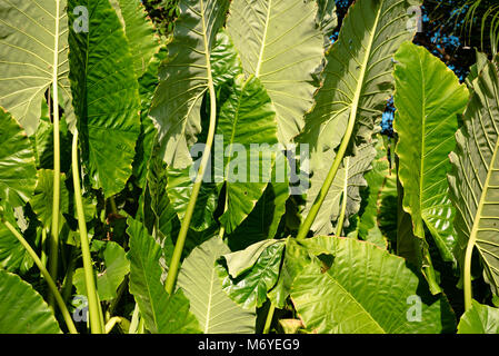 Big tropical green plant leaves Stock Photo