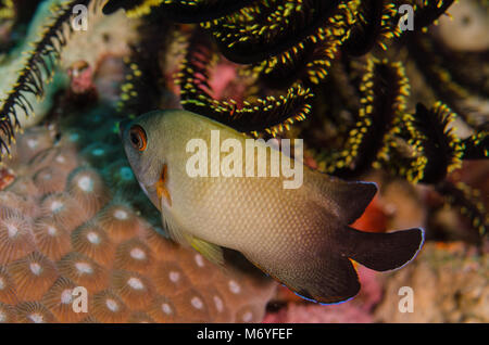 Pearl-scaled Angelfish, Centropyge vroliki, Pomacanthidae, Anilao,Philippines, Asia Stock Photo