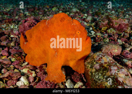 Giant frogfish,Antennarius commerson,Cocos Island,Costa Rica,Pacific Ocean Stock Photo