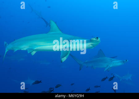 Scalloped hammerhead shark,Sphyrna lewini,schooling sharks,Cocos Island,Costa Rica,Pacific Ocean Stock Photo