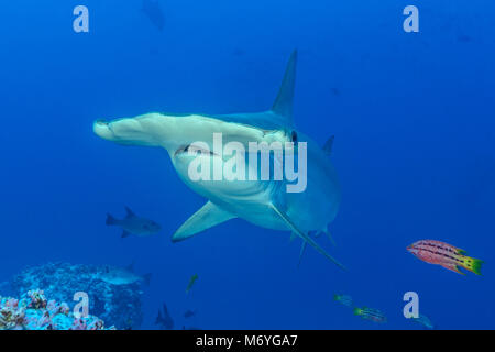 Scalloped hammerhead shark  with juvenile Mexican Hogfish as Cleaner fish,Sphyrna lewini,Cocos Island,Costa Rica,Pacific Ocean Stock Photo