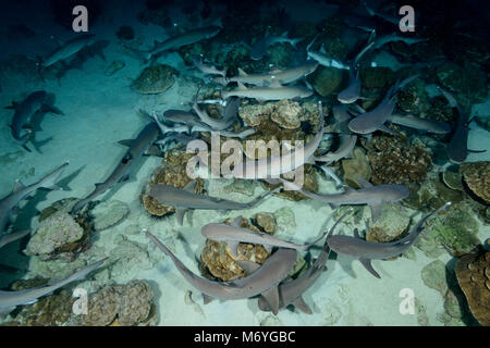 Whitetip reef shark,Triaenodon obesus,Reefsharks sleeping on the sea flour,Cocos Island,Costa Rica,Pacific Ocean Stock Photo