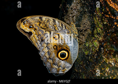 Dusky Giant Owl Butterfly, Caligo illionius, Costa Rica,Carara National Park Stock Photo
