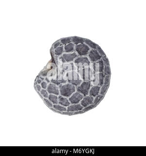 Poppy seed (size about 1mm) isolated on white background, light micrograph Stock Photo