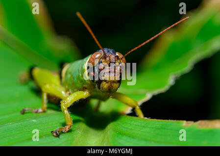 Green Grasshopper, Orthoptera, Caelifera, Costa Rica, Carara National Park Stock Photo