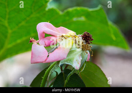 Pink rose opened Stock Photo