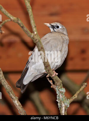 Wattled Starling (creaophora cinerea) Stock Photo