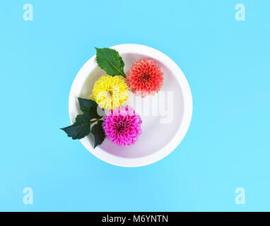 Beautiful dahlia flowers in white bowl with water on turquoise background. Stock Photo