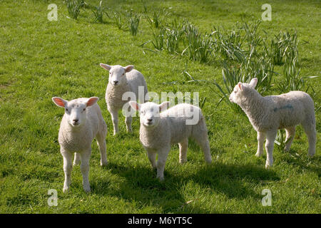 Curious lambs, 3 stand watching the camera curiously Stock Photo