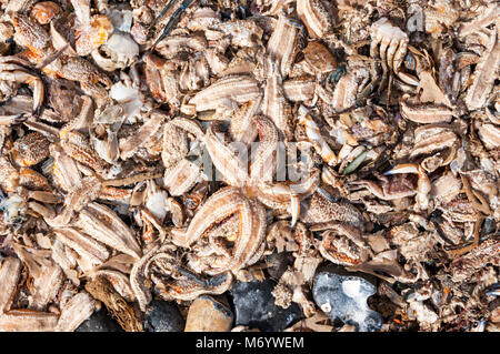 Dead starfish & crabs washed up on the Kent coast. They died due to freezing weather & storms at the beginning of March 2018. Details in Description.  Stock Photo