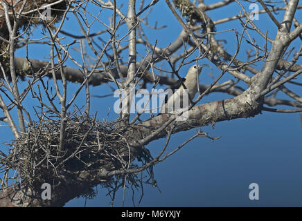 Sickle-billed Vanga (Falculea palliata) adult in tree with nest in spiny forest,  Madagascan endemic  Parc Mosa, Ifaty, Madagascar                Nove Stock Photo