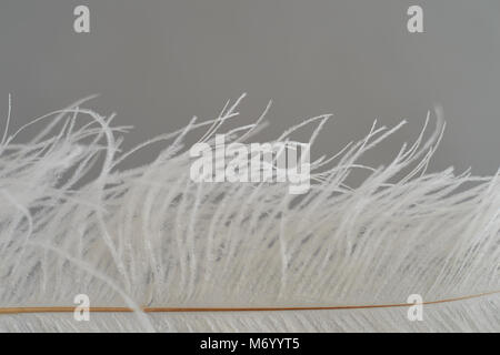 Long white fluffy feather on a white background.A symbol of lightness and elegance Stock Photo